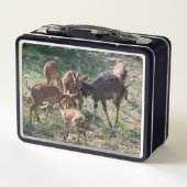 Nyala in Graslanden – Wildelevensmoment (Achterkant)