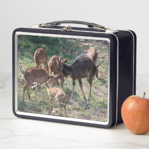 Nyala in Graslanden – Wildelevensmoment