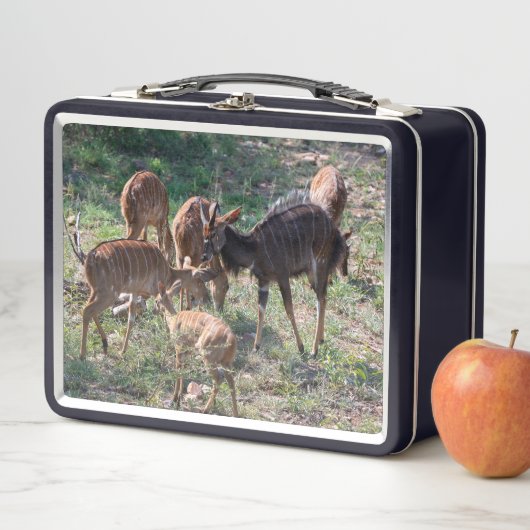 Nyala in Graslanden – Wildelevensmoment (In situ)