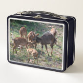 Nyala in Graslanden – Wildelevensmoment (Voorkant)
