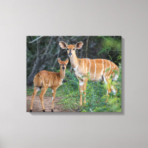 Nyala (Tragelaphus Angazii) Met Jong, Ndumo Canvas Afdruk