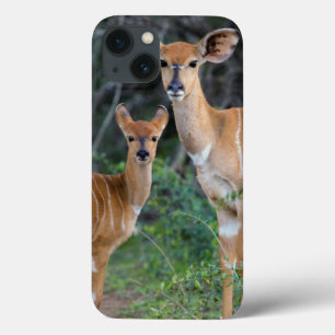 Nyala (Tragelaphus Angazii) met jong, Ndumo Case-Mate iPhone Case