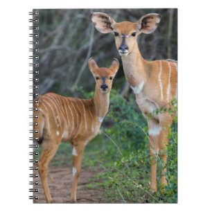Nyala (Tragelaphus Angazii) met jong, Ndumo Notitieboek