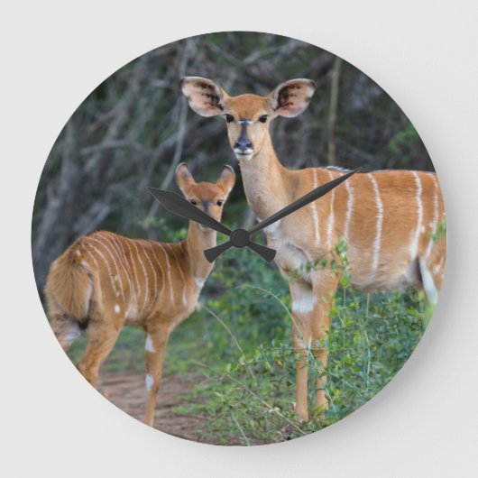 Nyala (Tragelaphus angazii) met Young, Ndumo Grote Klok (Voorkant)