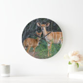 Nyala (Tragelaphus angazii) met Young, Ndumo Grote Klok (Huis)