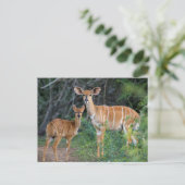 Nyala (Tragelaphus Angazii) With Young, Ndumo Briefkaart (Staand voorkant)
