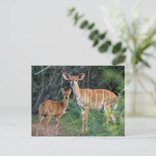 Nyala (Tragelaphus Angazii) With Young, Ndumo Briefkaart (Staand voorkant)