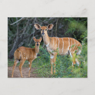Nyala (Tragelaphus Angazii) With Young, Ndumo Briefkaart