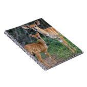 Nyala (Tragelaphus Angazii) With Young, Ndumo Notitieboek (Rechterzijde)