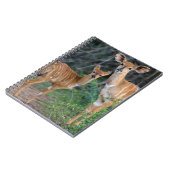 Nyala (Tragelaphus Angazii) With Young, Ndumo Notitieboek (Linkerzijde)