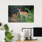 Nyala (Tragelaphus Angazii) With Young, Ndumo Poster (Thuiskantoor)