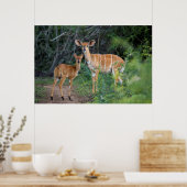 Nyala (Tragelaphus Angazii) With Young, Ndumo Poster (Keuken)