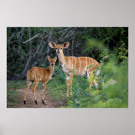 Nyala (Tragelaphus Angazii) With Young, Ndumo Poster (Voorkant)