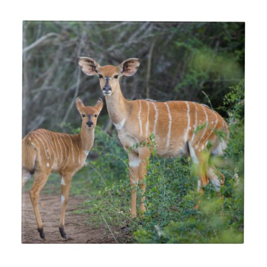 Nyala (Tragelaphus Angazii) With Young, Ndumo Tegeltje (Voorkant)