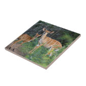 Nyala (Tragelaphus Angazii) With Young, Ndumo Tegeltje (Zijkant)