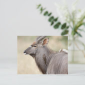 Nyala with oxpecker briefkaart (Staand voorkant)