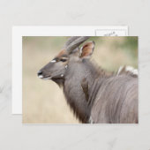 Nyala with oxpecker briefkaart (Voorkant / Achterkant)
