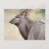 Nyala with oxpecker briefkaart (Voorkant)