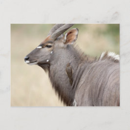 Nyala with oxpecker briefkaart