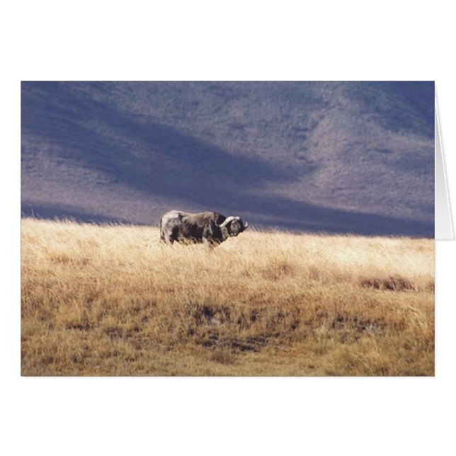 Nyati (Cape Buffalo) (Voorkant Horizontaal)