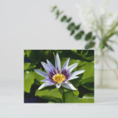Nymphaea colorata - Afrikaanse Waterlelie Tanzania Briefkaart (Staand voorkant)