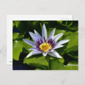 Nymphaea colorata - Afrikaanse Waterlelie Tanzania Briefkaart (Voorkant / Achterkant)
