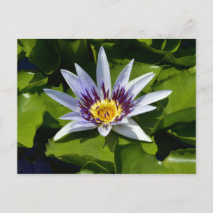 Nymphaea colorata - Afrikaanse Waterlelie Tanzania Briefkaart