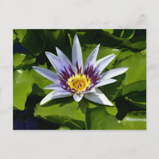 Nymphaea colorata - Afrikaanse Waterlelie Tanzania Briefkaart