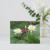 Nymphaea Flower Waterlily Briefkaart (Staand voorkant)