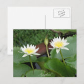 Nymphaea Flower Waterlily Briefkaart (Voorkant / Achterkant)