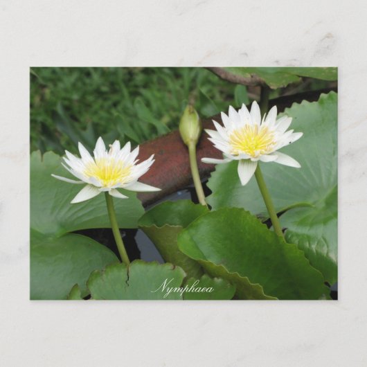 Nymphaea Flower Waterlily Briefkaart (Voorkant)