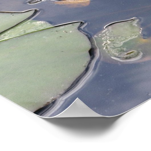 Nymphaea Gloriosa Poster (Hoek)