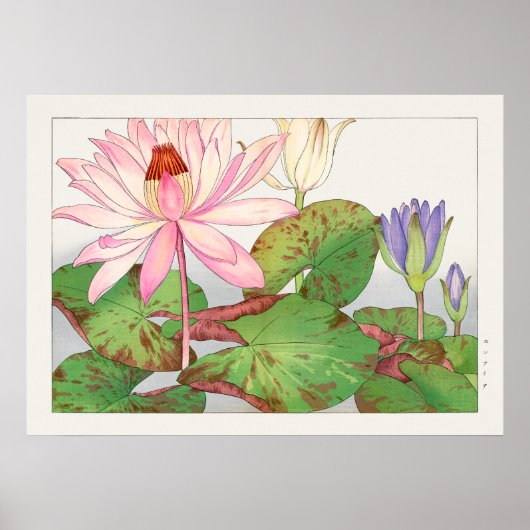 Nymphaea Lotus #1, Roze, Lily Pad, Tanigami Konan Poster (Voorkant)