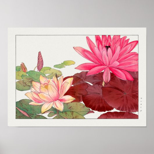 Nymphaea lotus, Bloem Poster (Voorkant)
