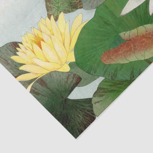 Nymphaea lotus , ontkoppeling tissuepapier (Detail)