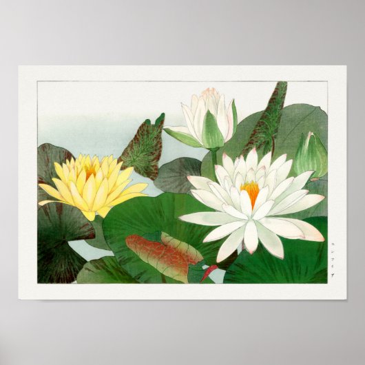 Nymphaea lotus poster (Voorkant)