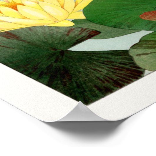 Nymphaea lotus poster (Hoek)
