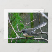 NZ Bird - Fantail Briefkaart (Voorkant / Achterkant)