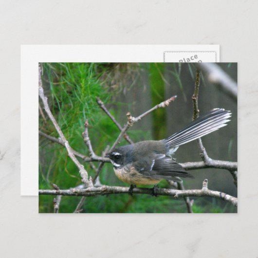NZ Bird - Fantail Briefkaart (Voorkant / Achterkant)