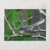 NZ Bird - Fantail Briefkaart (Voorkant)