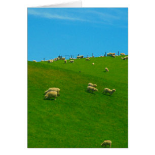 nz hill schapen