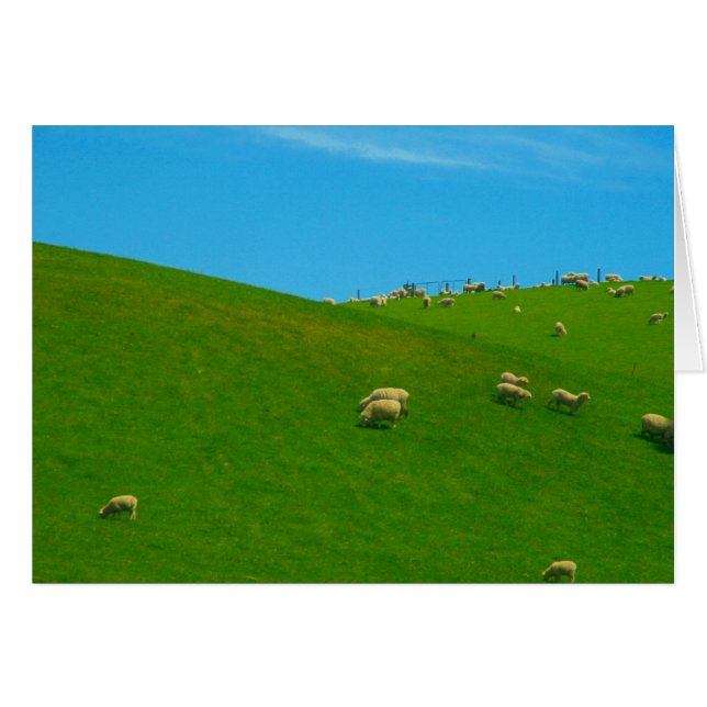 nz schaafheuvel (Voorkant Horizontaal)