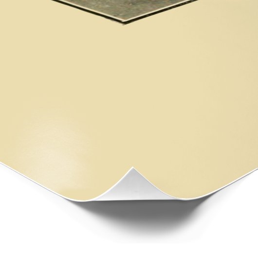 NZ Shells - Argonauta nodosa en Spirula Peroni Poster (Hoek)