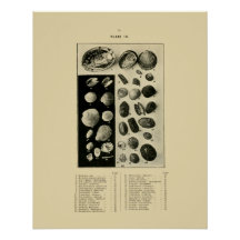 NZ Shells - Paua enz.