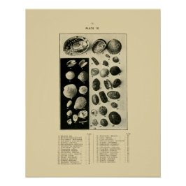 NZ Shells - Paua enz. Poster