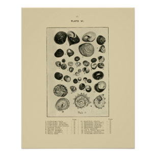 NZ Shells Poster