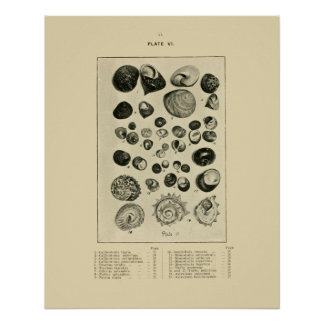 NZ Shells Poster