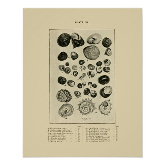 NZ Shells Poster (Voorkant)