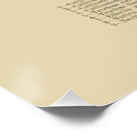 NZ Shells Poster (Hoek)