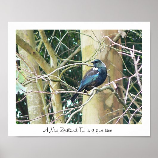 NZ Tui in een gom-boom Poster (Voorkant)